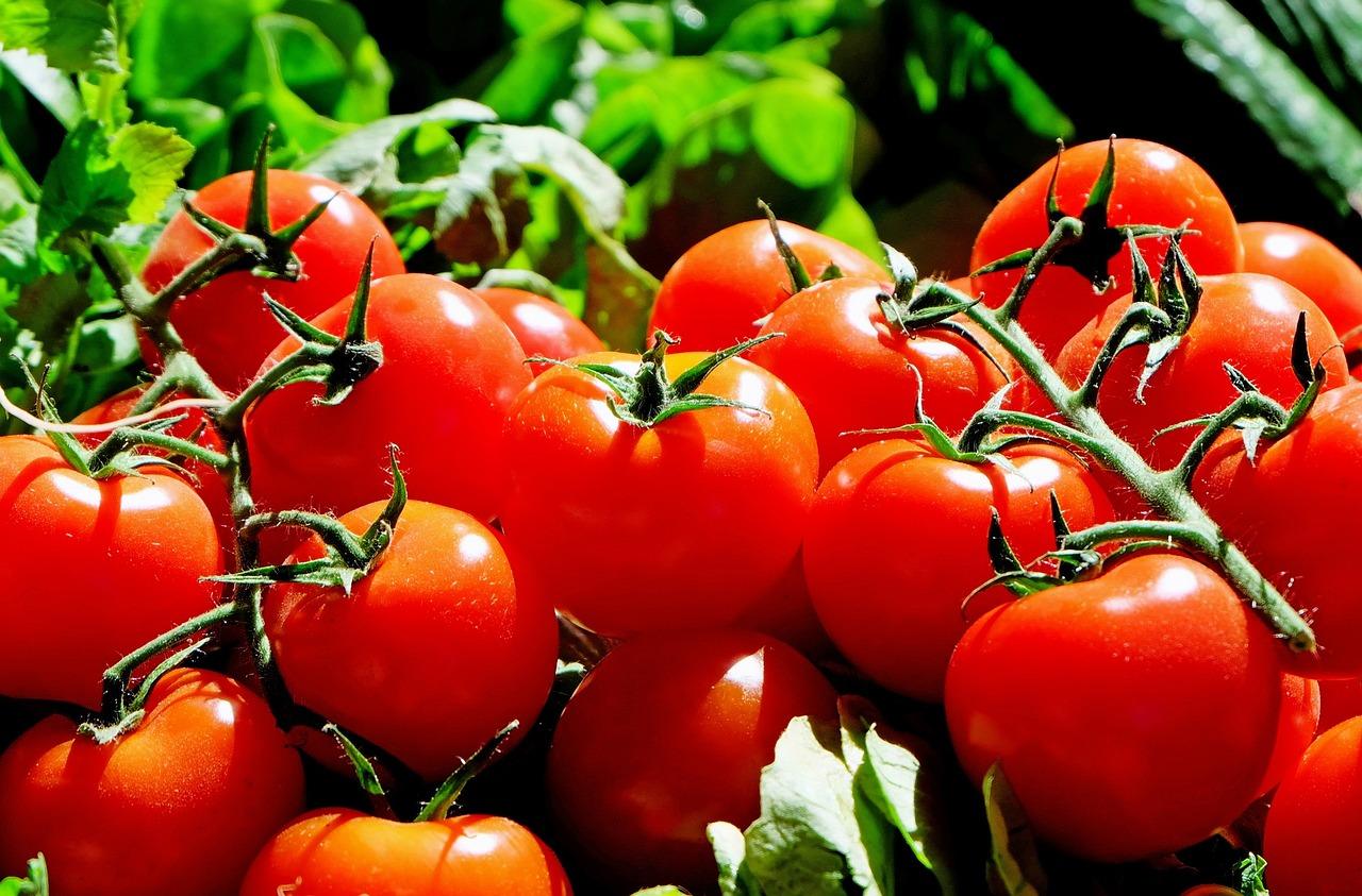fresh tomatoes vegetables london wholesale